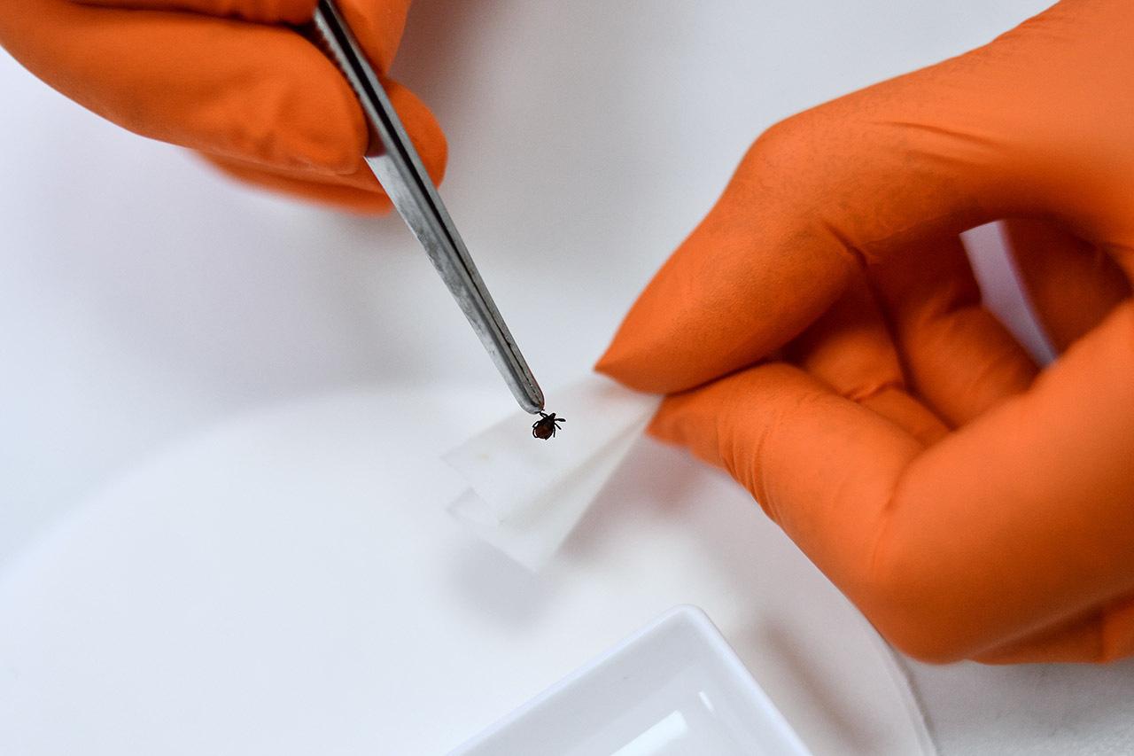 Педиатр напомнил алгоритм действий при укусах клещей