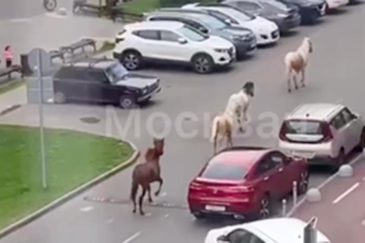 Группа соблюдающих ПДД лошадей в Новой Москве попала на видео