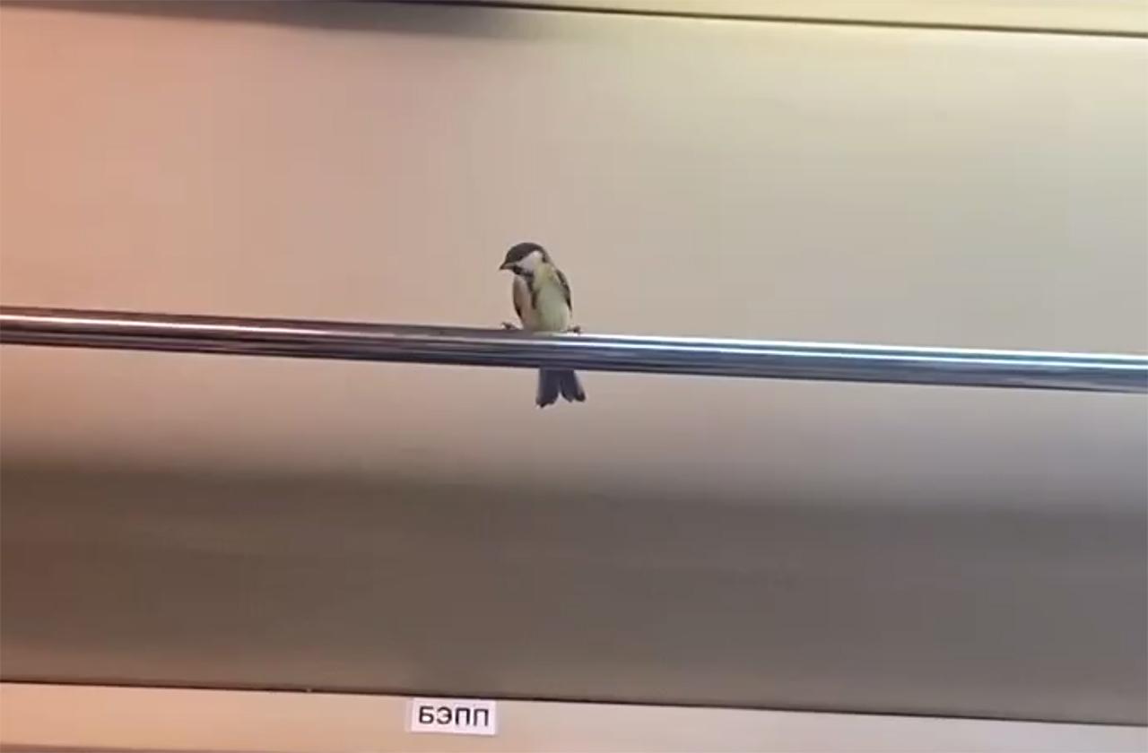 На поручне вагона московского метро заметили безбилетного пассажира