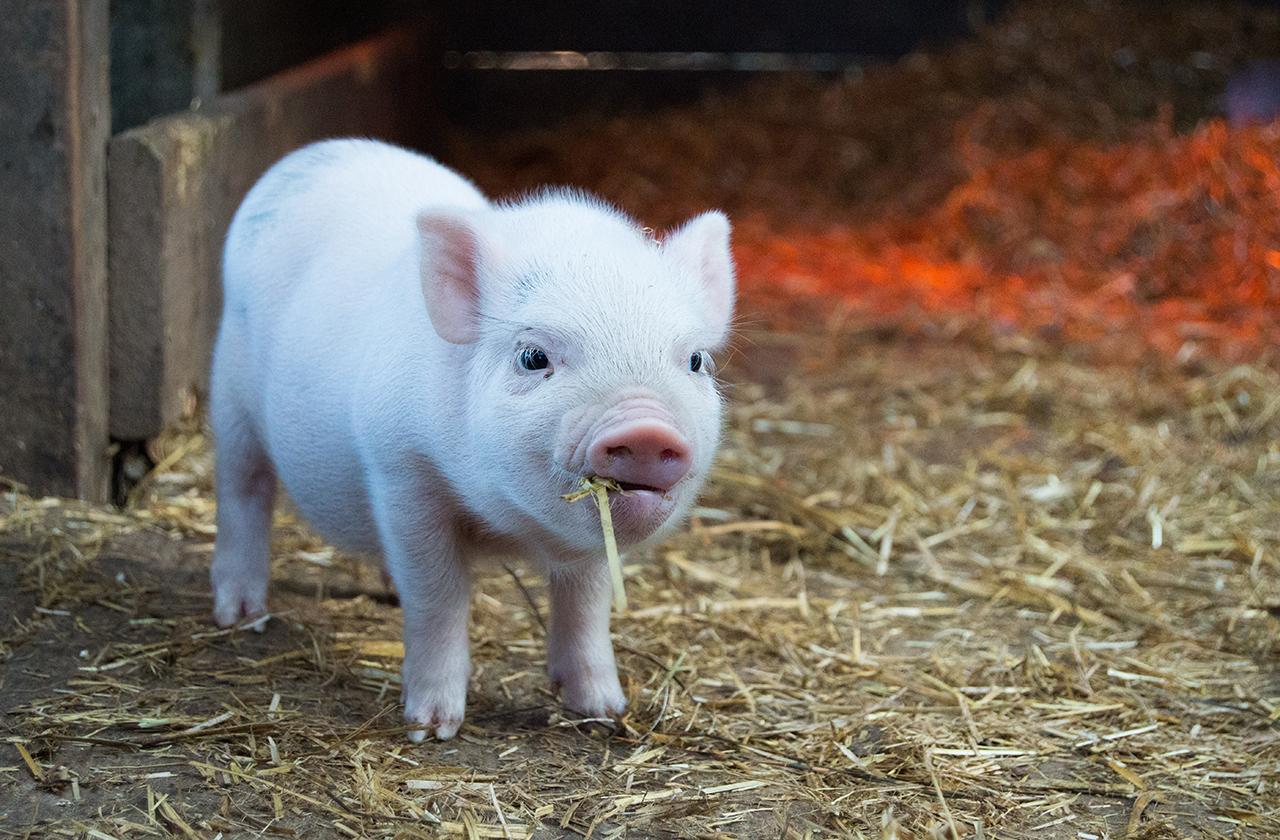 Москвичка пострадала от укуса домашнего мини-пига