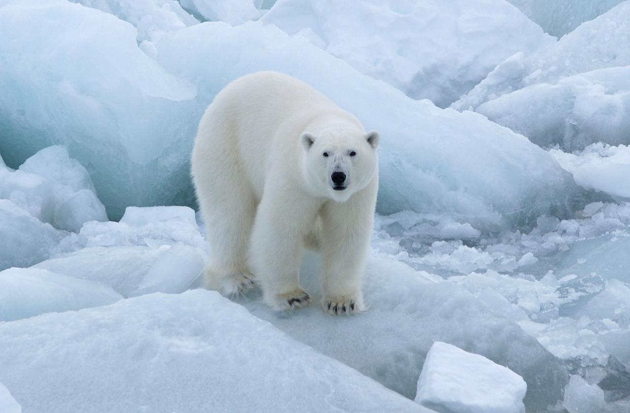 Московский ветврач полетел в Заполярье спасать белого медведя от банки сгущенки