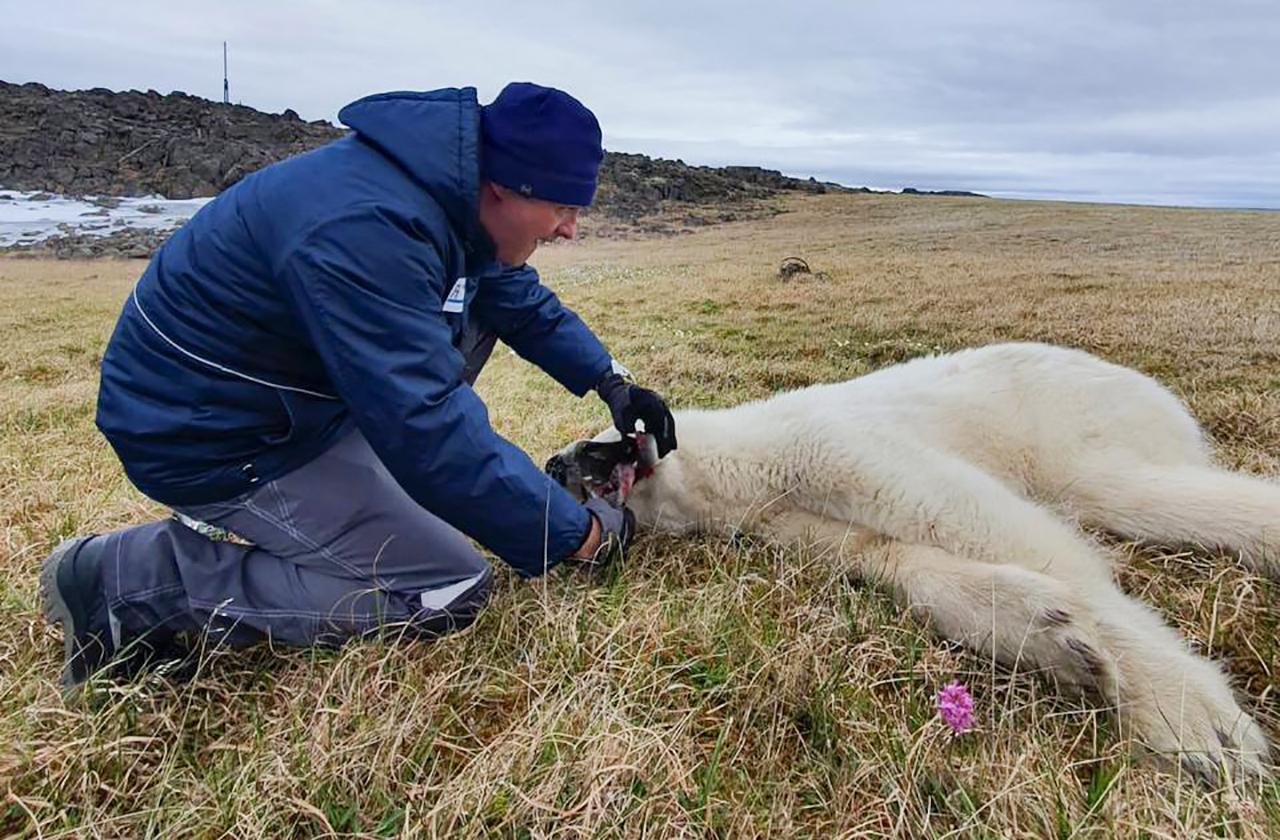 Ветеринар из Москвы спас в Заполярье медведя от консервной банки