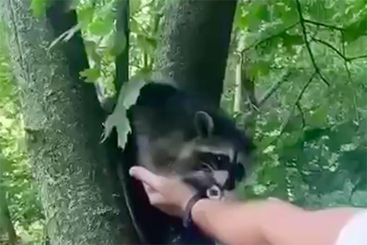 Замеченный прохожими на улице в Москве енот попал на видео