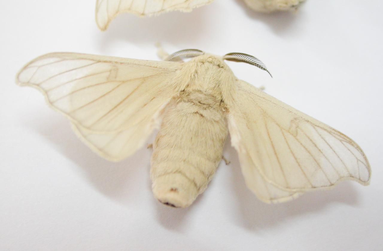 В Подмосковье зафиксировано нашествие шелкопряда