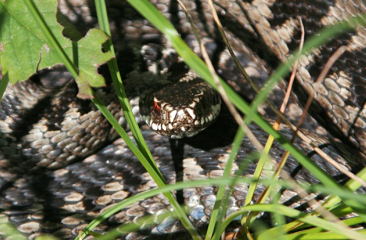 Перечислены главные ошибки при укусе гадюки