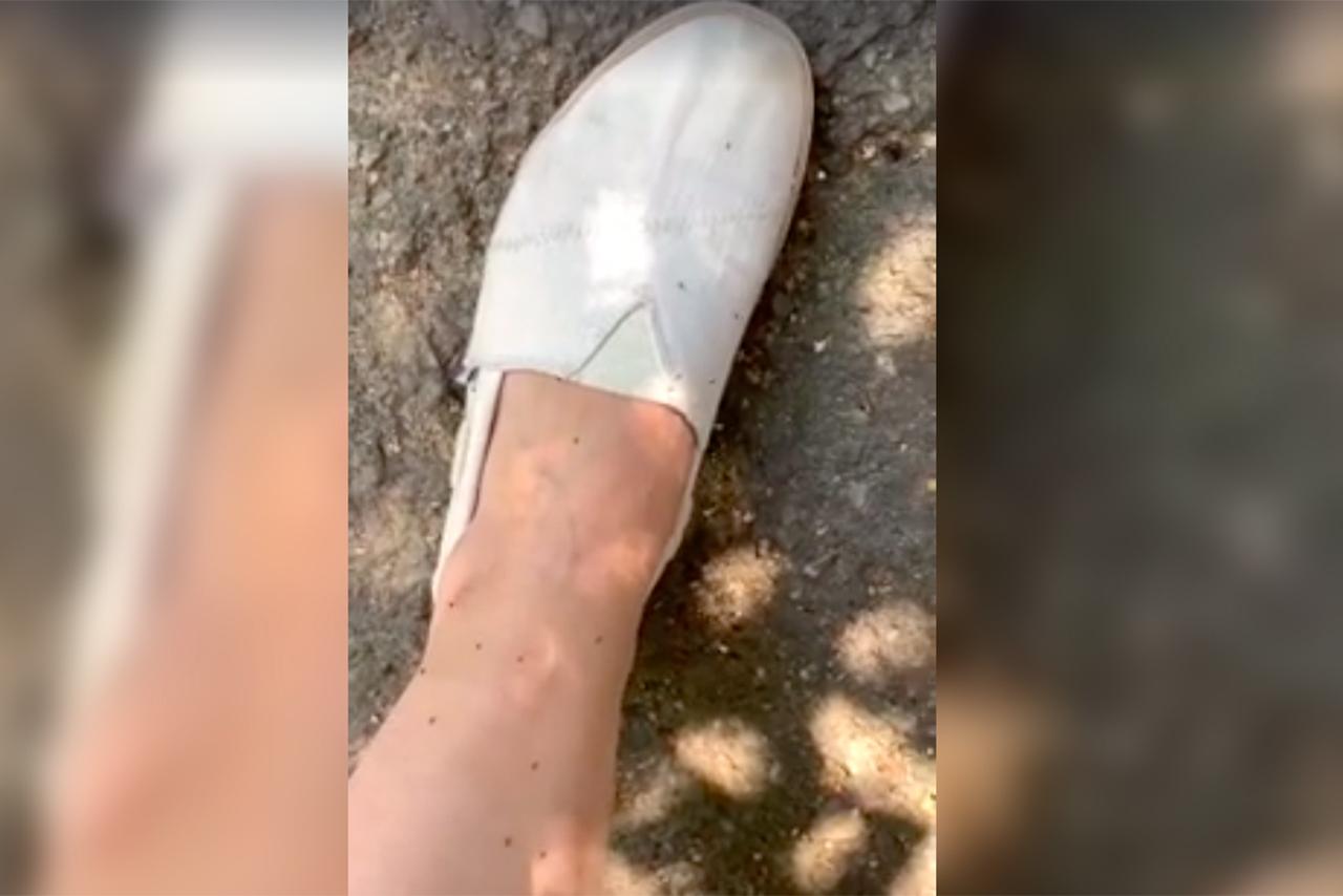 Нашествие блох в Подмосковье попало на видео