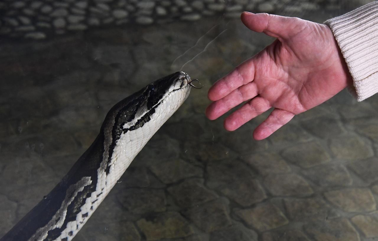 Перечислены правила поведения при встрече со змеей