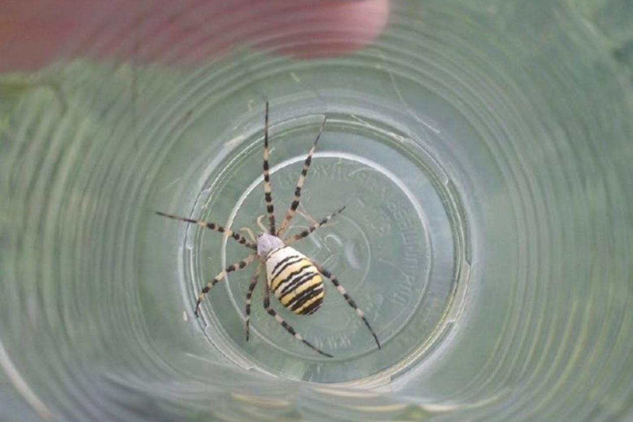 В городах Подмосковья заметили ядовитого паука