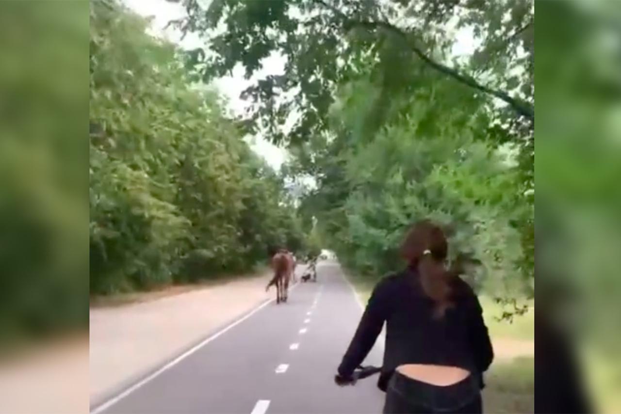 В Москве лошадь убежала от полицейского и попала на видео