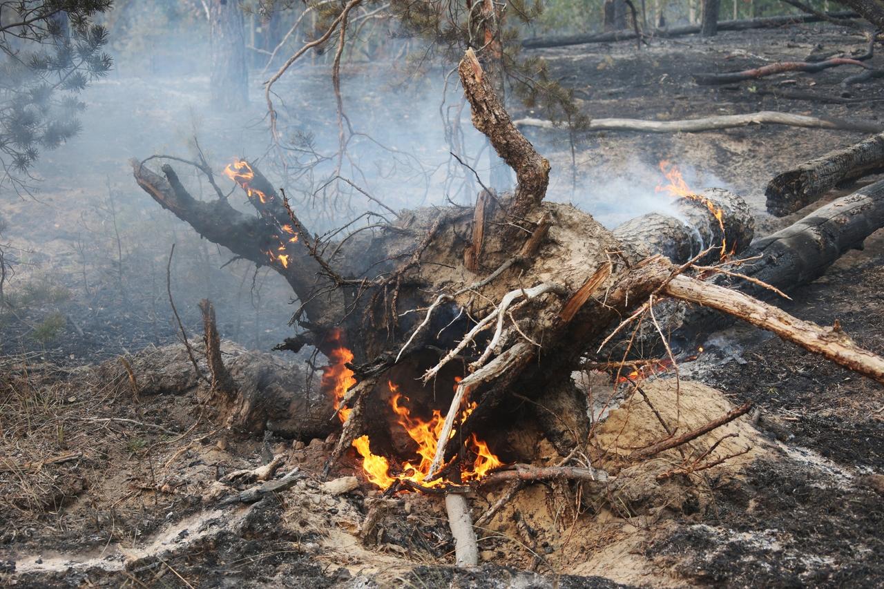 «Желтый» уровень погодной опасности объявлен в Подмосковье 