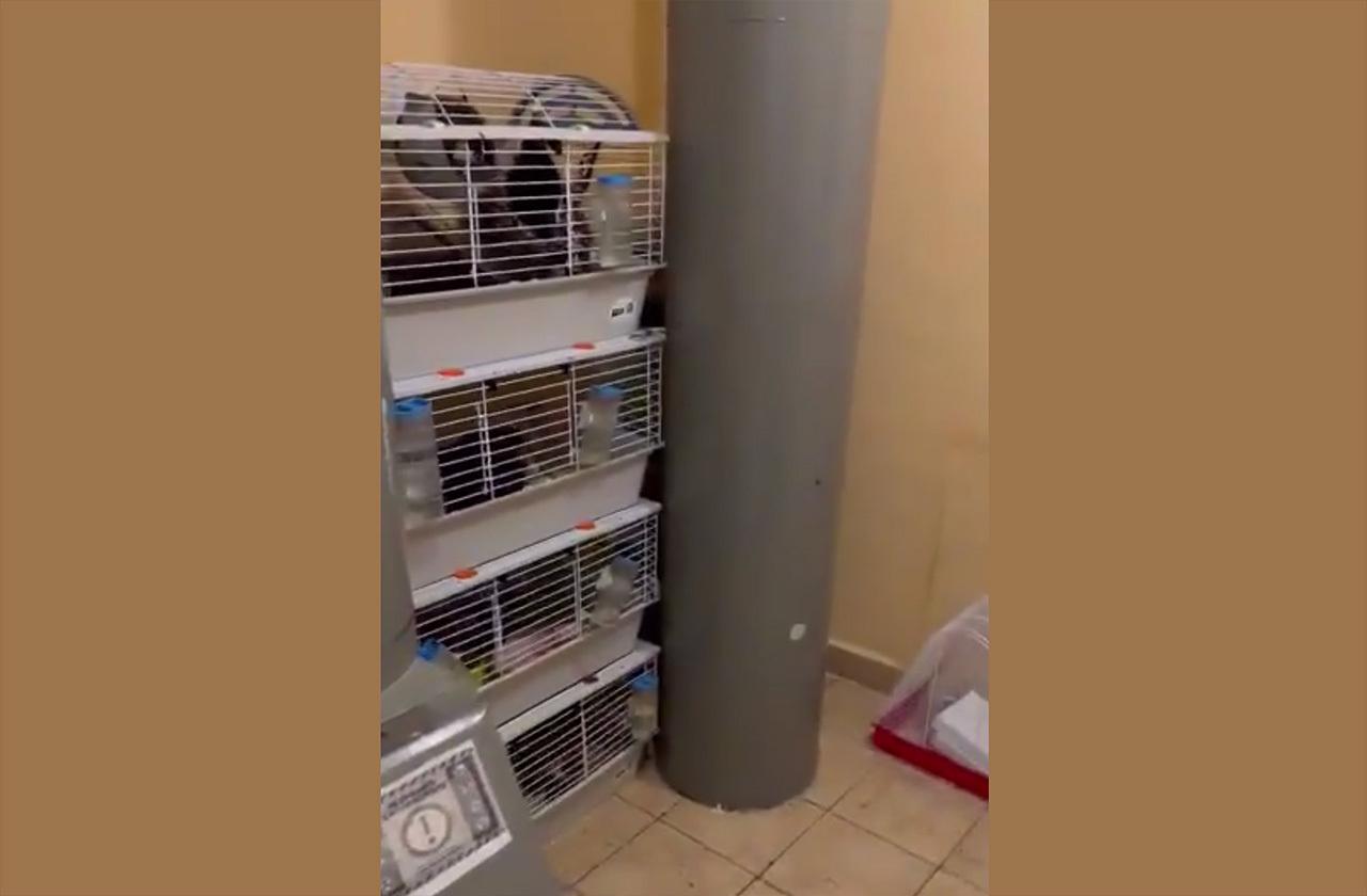 Москвич переселил домашних крыс в подъезд жилого дома