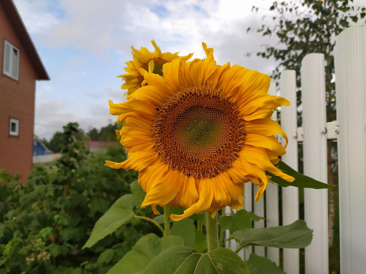 Жителям московского региона пообещали похолодание до одного градуса