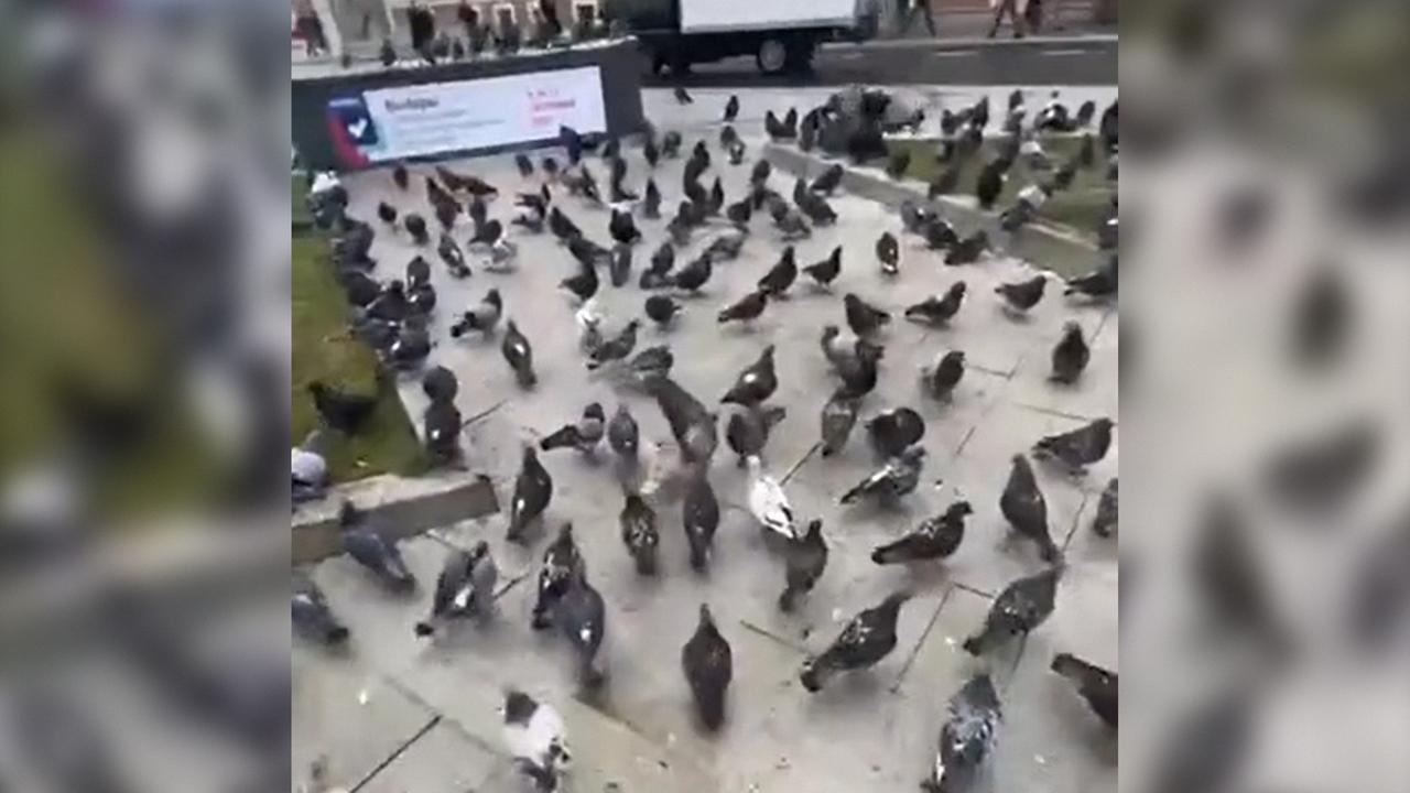 Нашествие голубей в центре Москвы сняли на видео