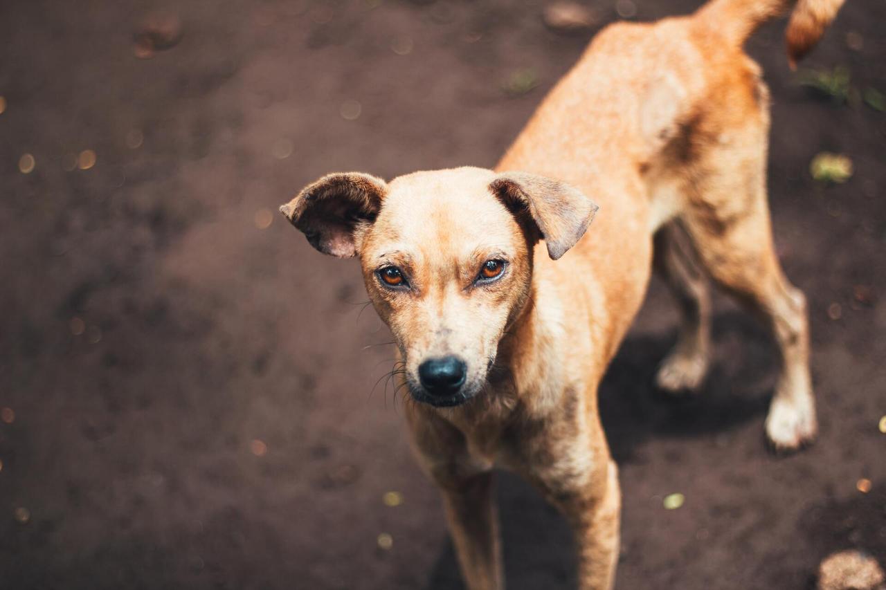 Названы способы защиты при встрече со стаей агрессивных собак