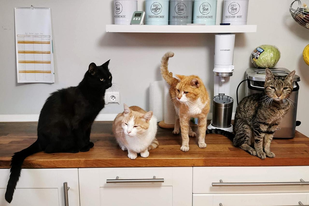 Названы самые опасные для домашних питомцев продукты со стола человека