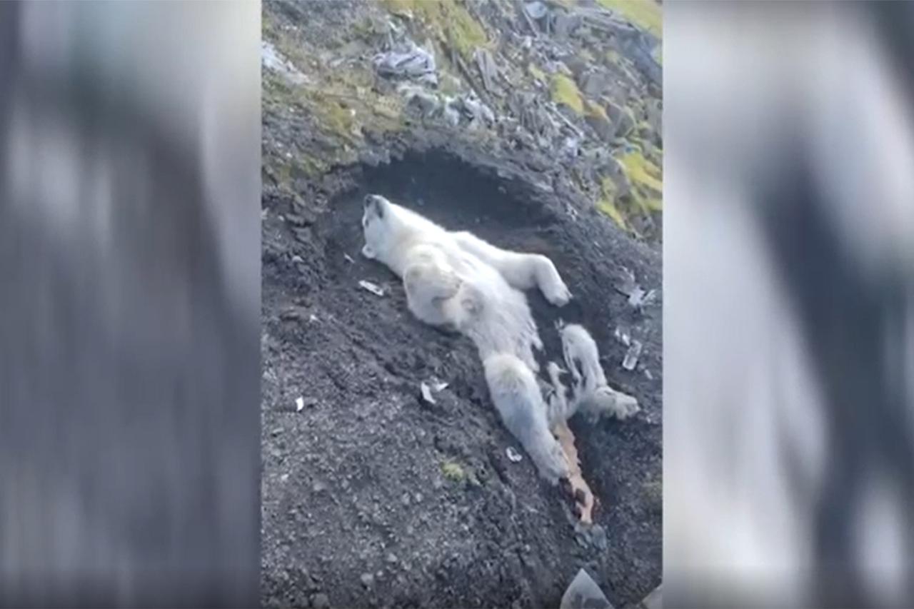 Сотрудники московского зоопарка вылетели на Север спасать умирающую медведицу