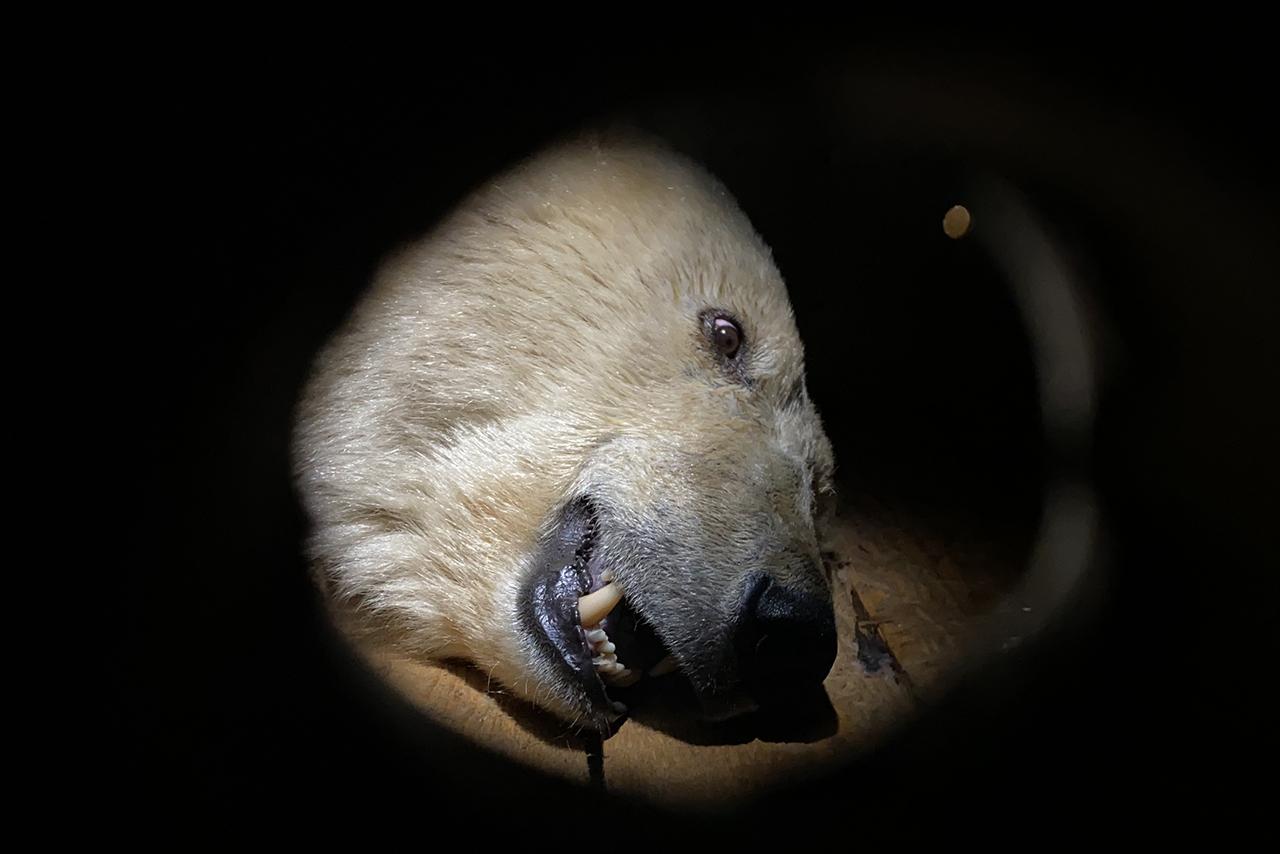 Медведицу с огнестрельным ранением доставили на лечение в Москву