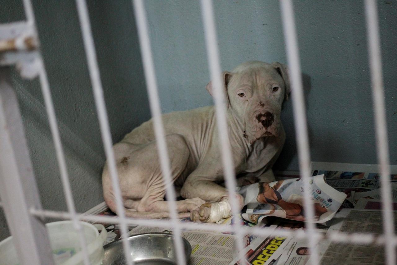 Московский ветеринар назвала хозяев домашних животных грубыми и ленивыми