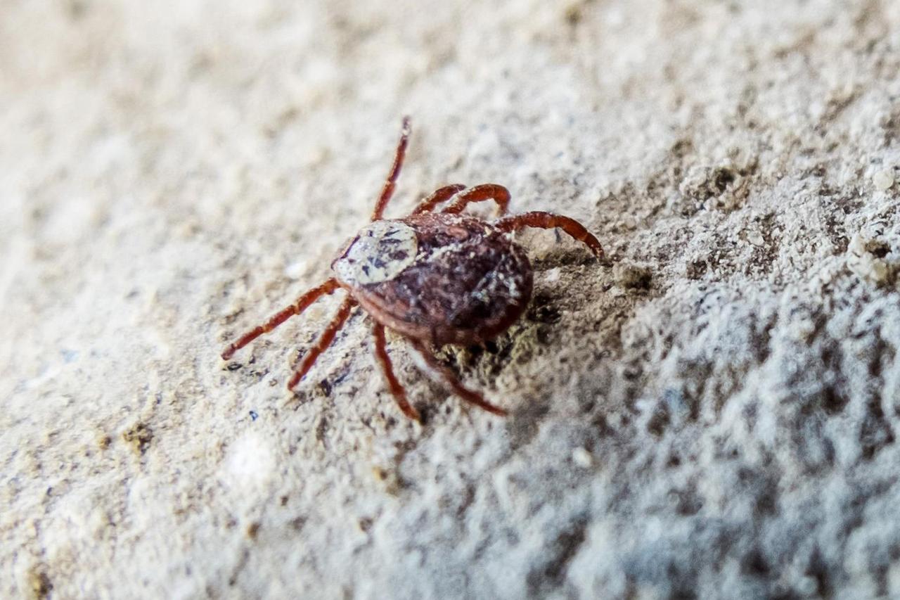 Москвичей предупредили об активизации клещей