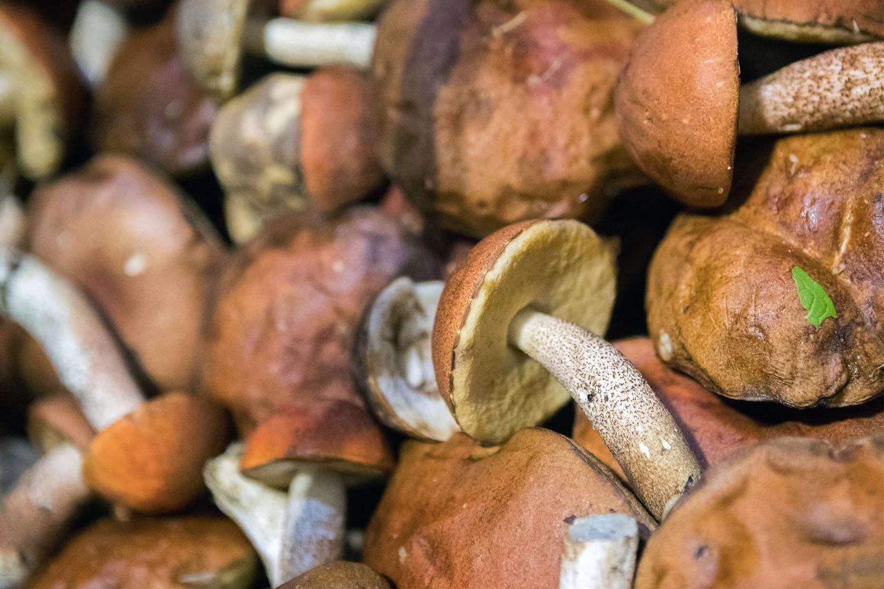 Названы сроки начала грибного сезона в Подмосковье