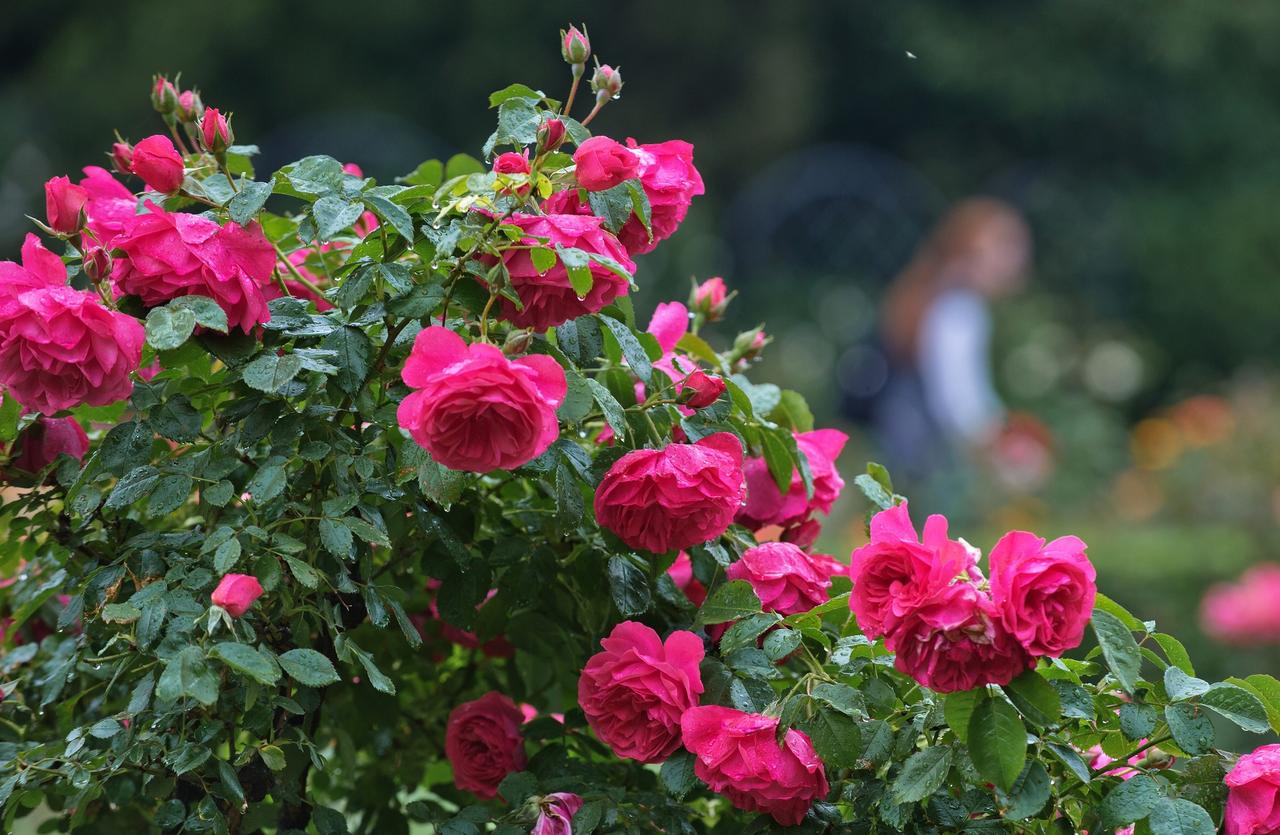 Раскрыто имя заложившего сад в центре столицы актера