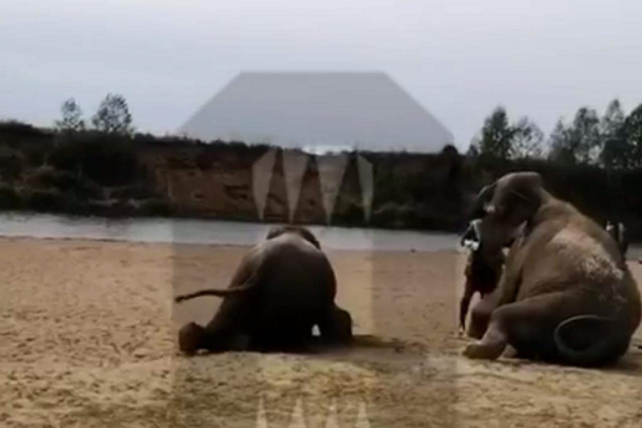 На одном из пляжей подмосковной Рублевки заметили отдыхающих слонов