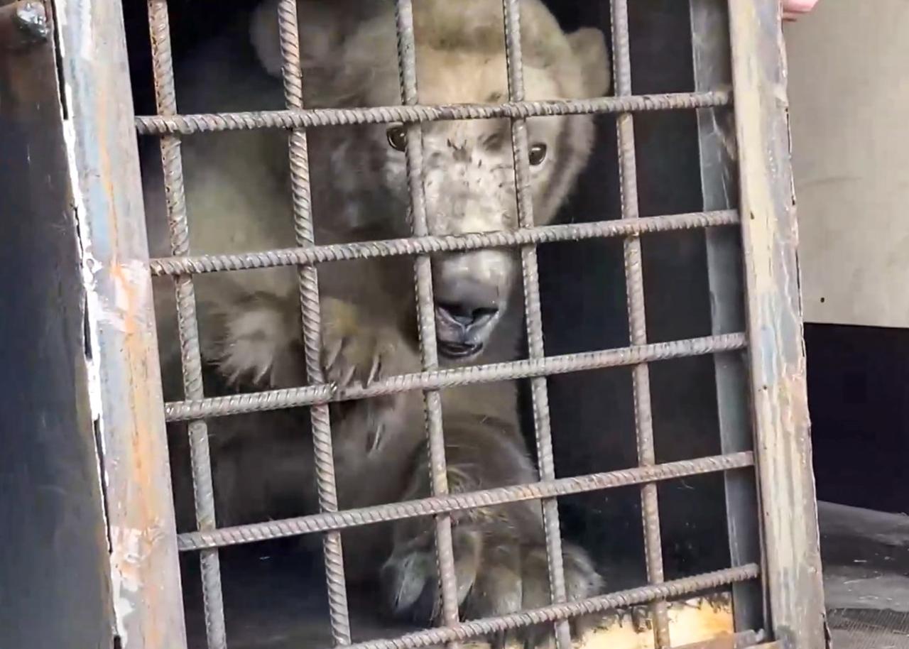 Стало известно о строительстве бассейна для раненого медведя Диксона