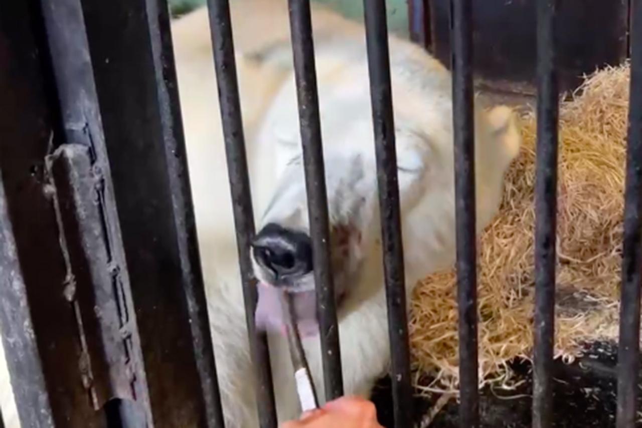 Кормление спасенного москвичами медведя Диксона попало на видео