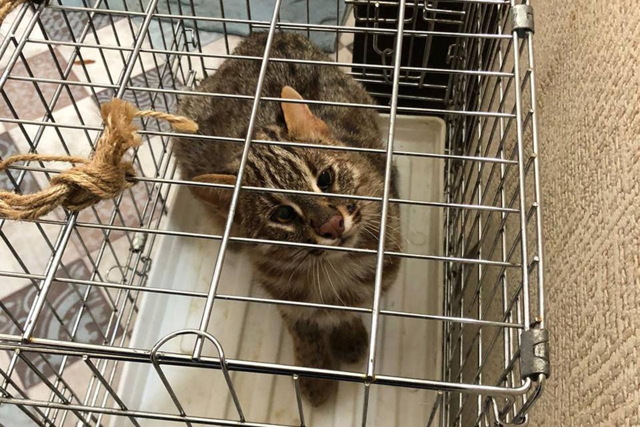 В жилой квартире в Москве обнаружили редких краснокнижных котов