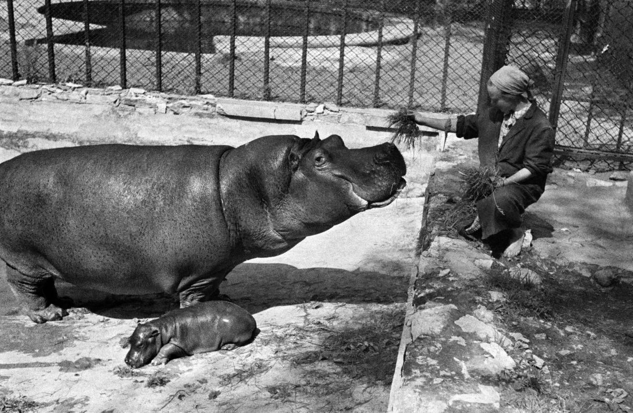 Стало известно количество самых первых обитателей Московского зоопарка