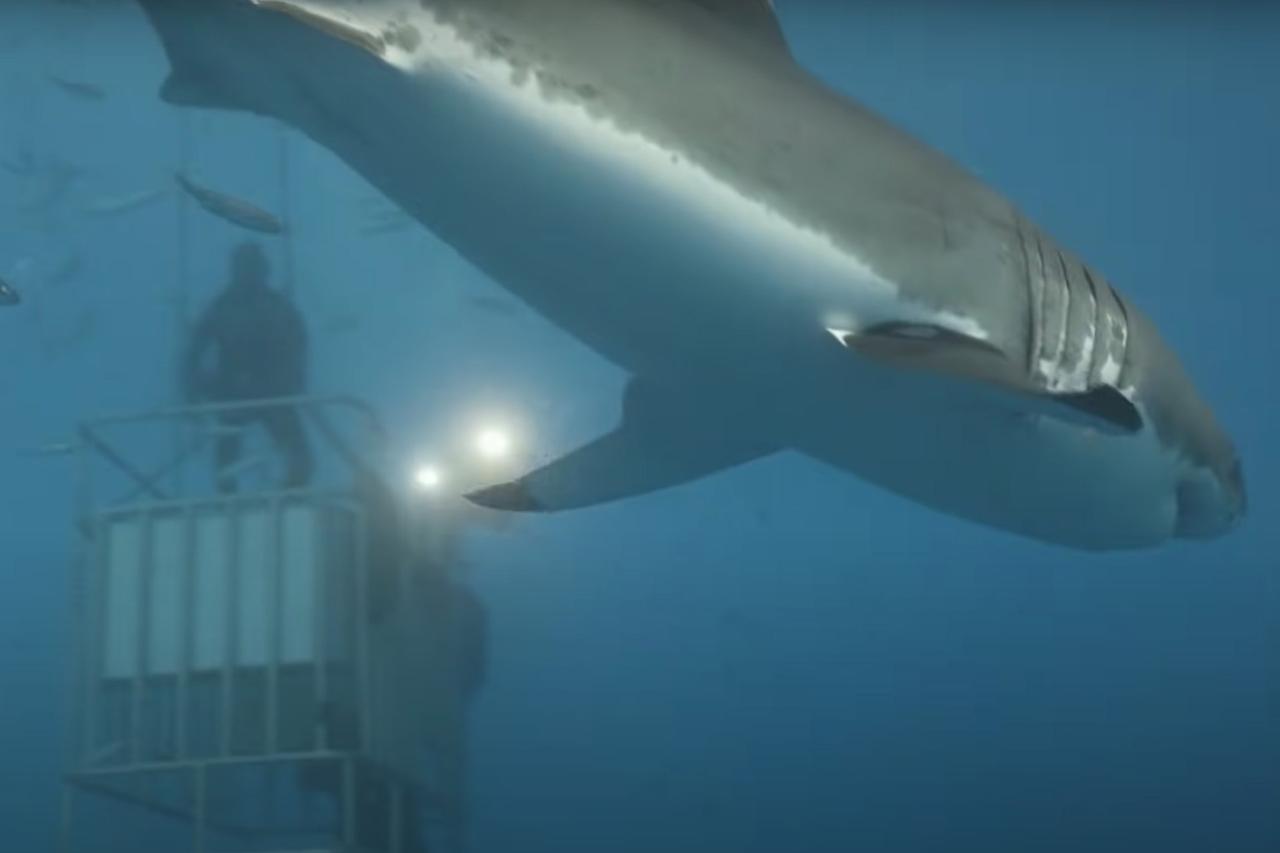 Валдис Пельш вспомнил о плавании с акулами-убийцами