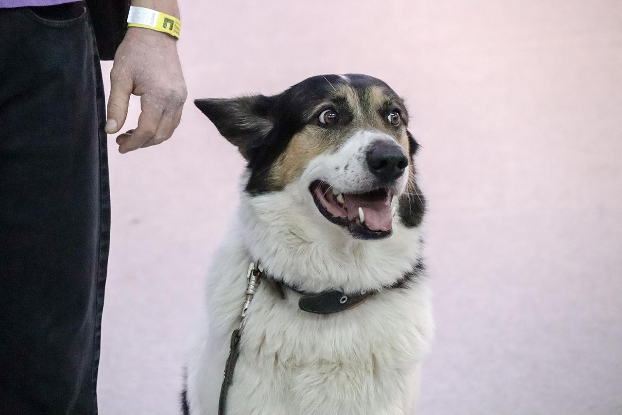 Москвичей предупредили о догхантерах в центре столицы