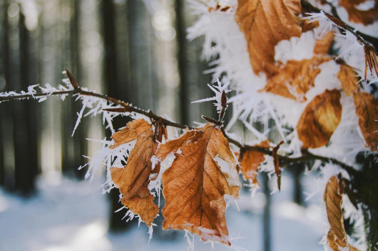 Названа дата заморозков в Москве