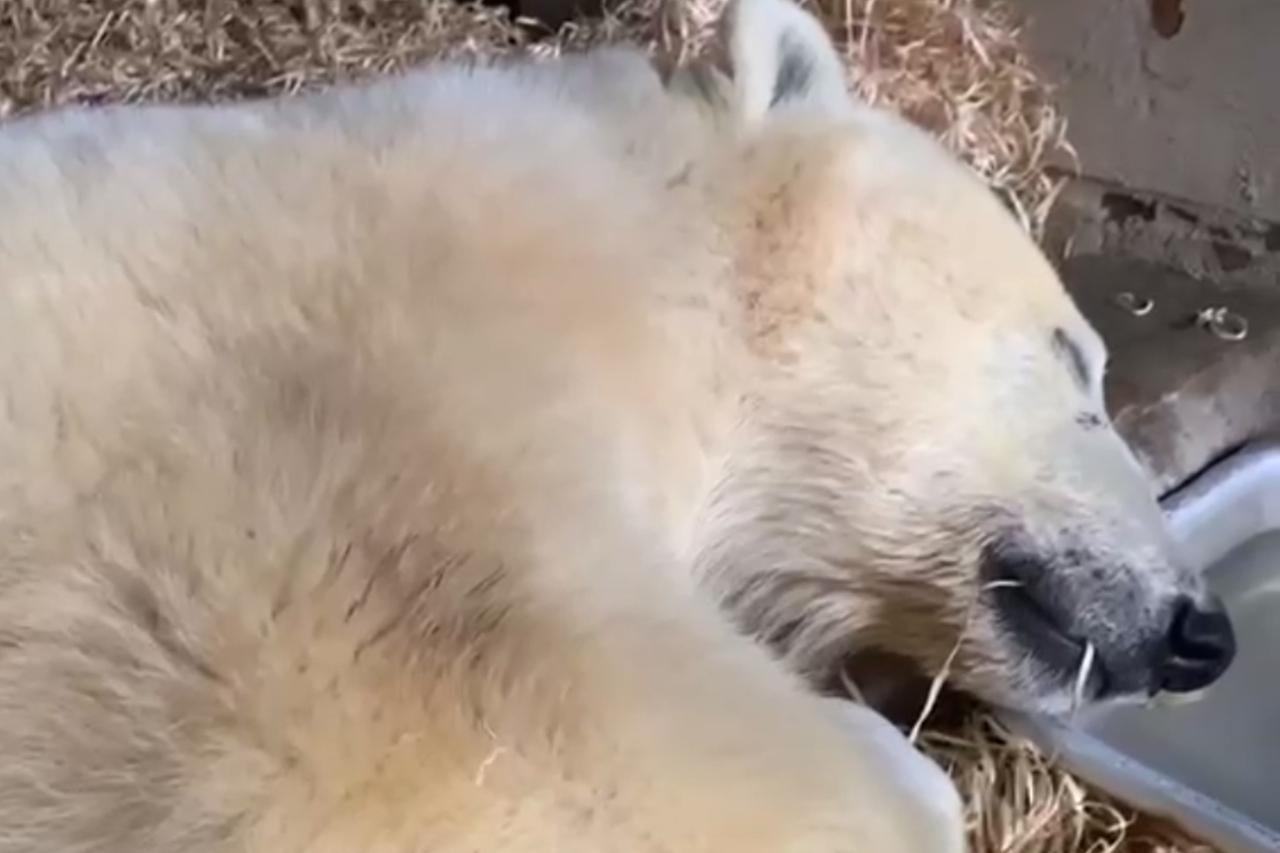 Медведь Диксон впервые попал на видео спящим