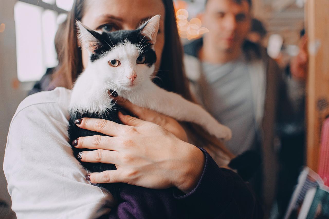 Кошки и собаки найдут хозяев на благотворительном фестивале WOOF в Москве