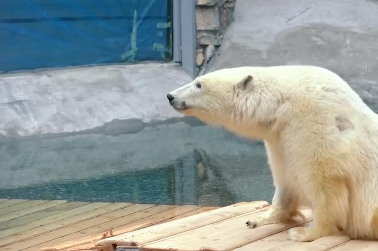 Раскрыт способ согревания медведя Диксона после бассейна