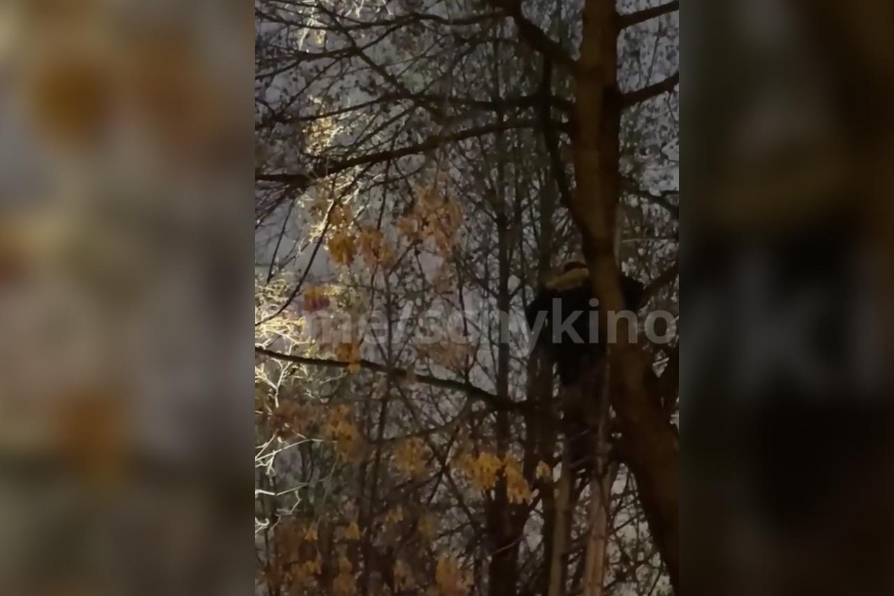 Операция по спасению кота в Москве попала на видео