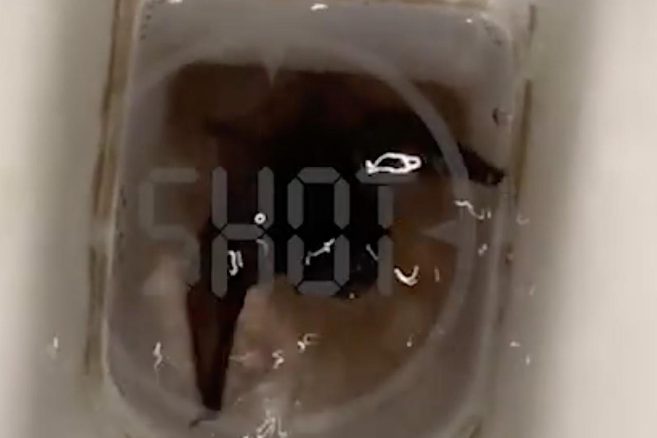 Москвич обнаружил в унитазе летучую мышь