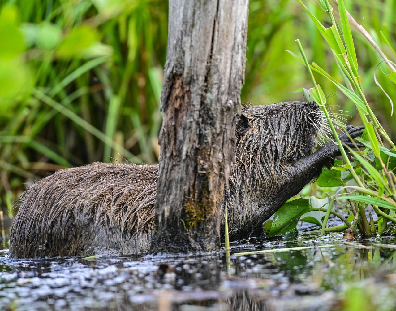 Москвичи пожаловались на «лютующих бобров»