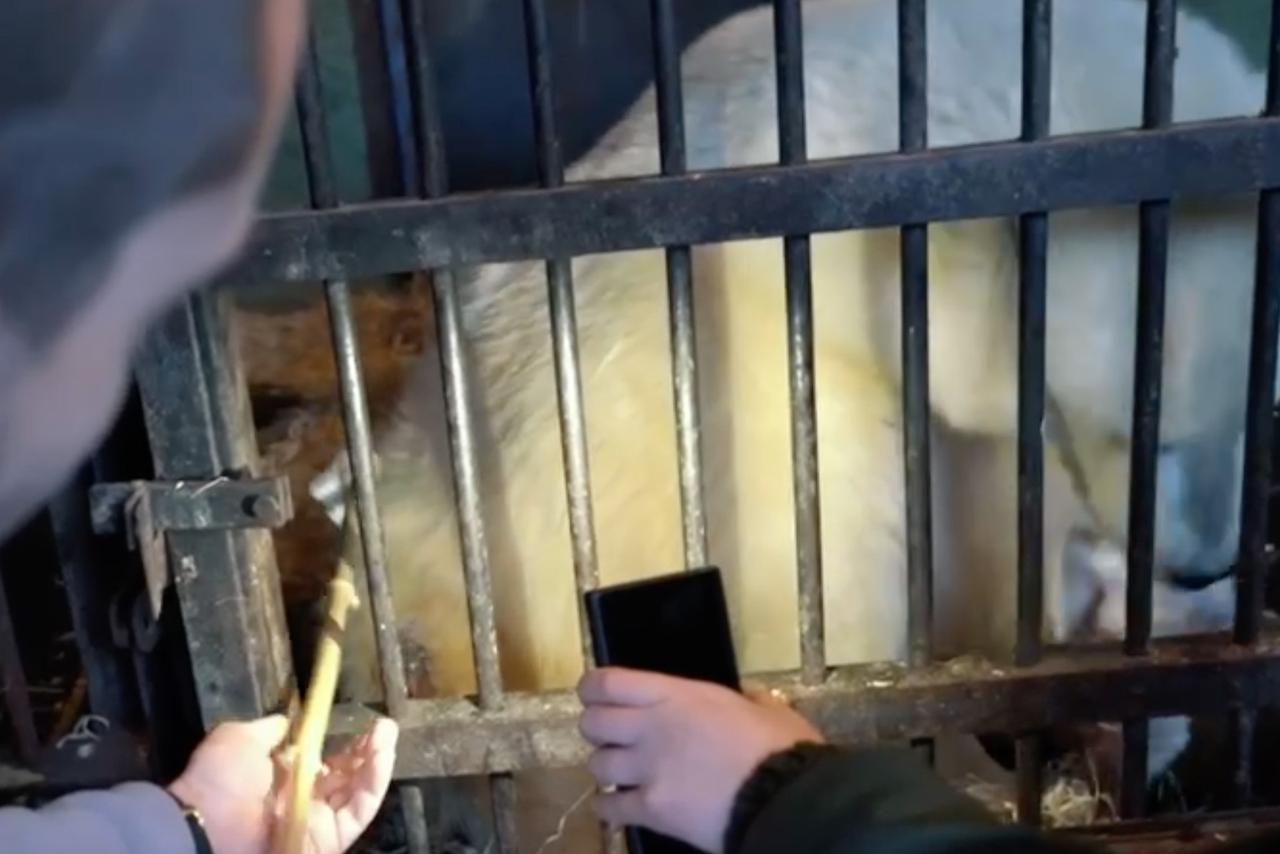 В Московском зоопарке успокоили переживающих за безопасность Диксона посетителей