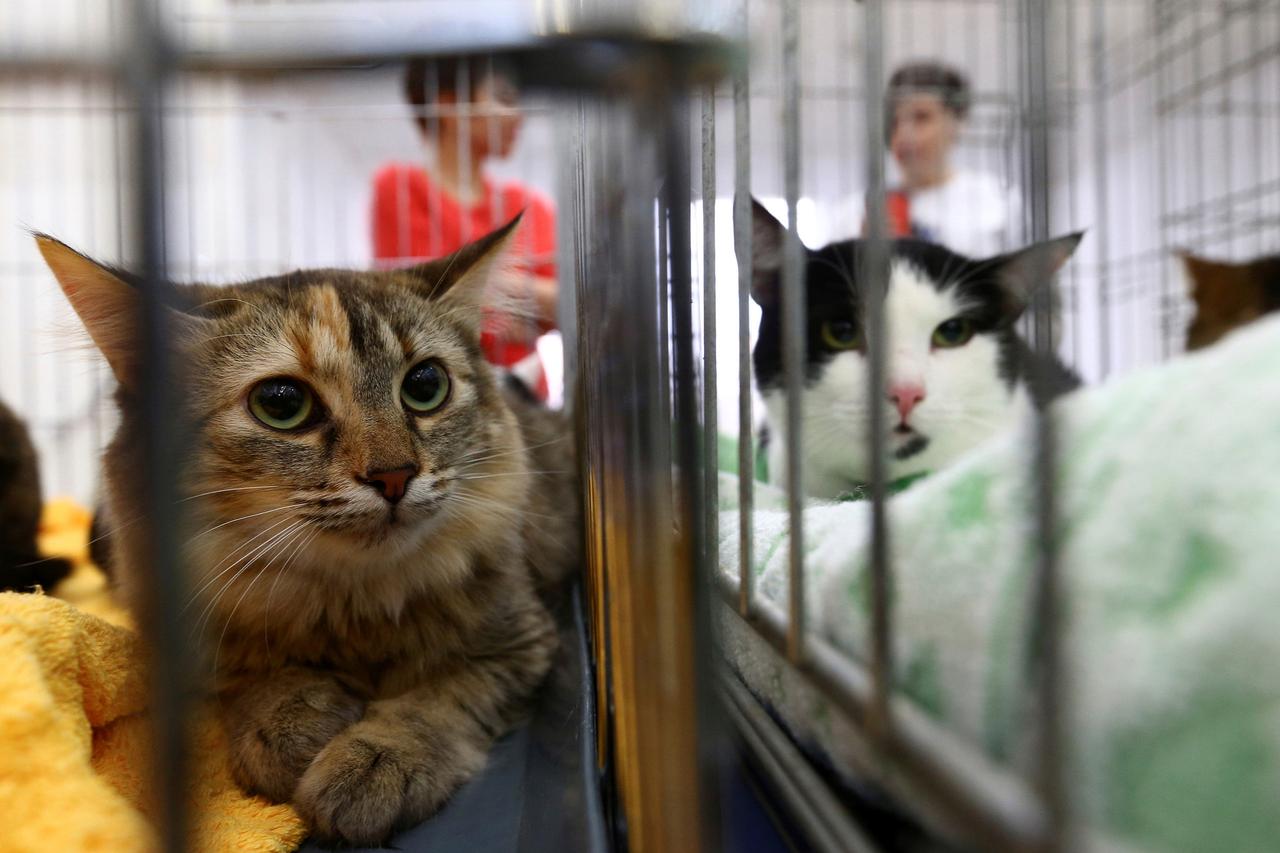 В Аптекарском огороде начали массовый отлов котов