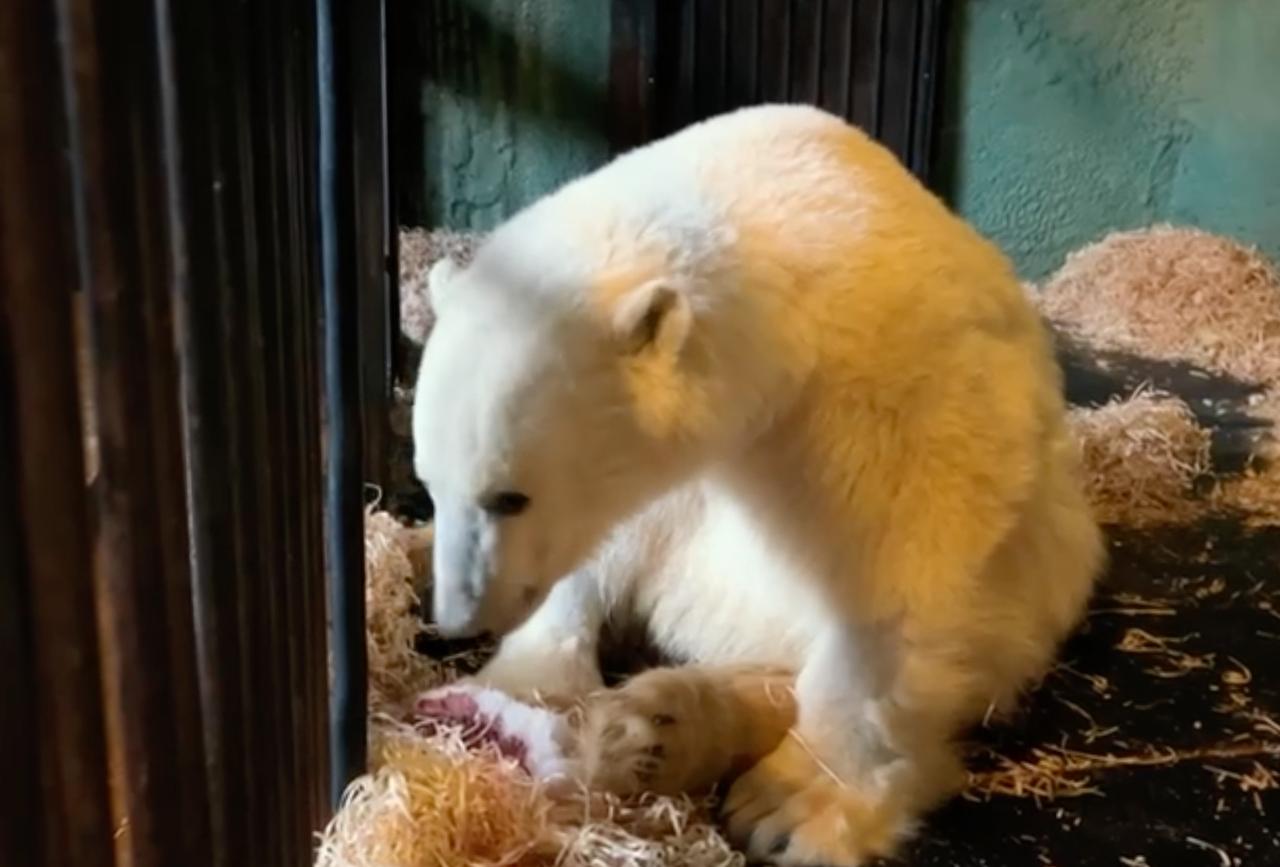 Дан прогноз по восстановлению подвижности медведя Диксона