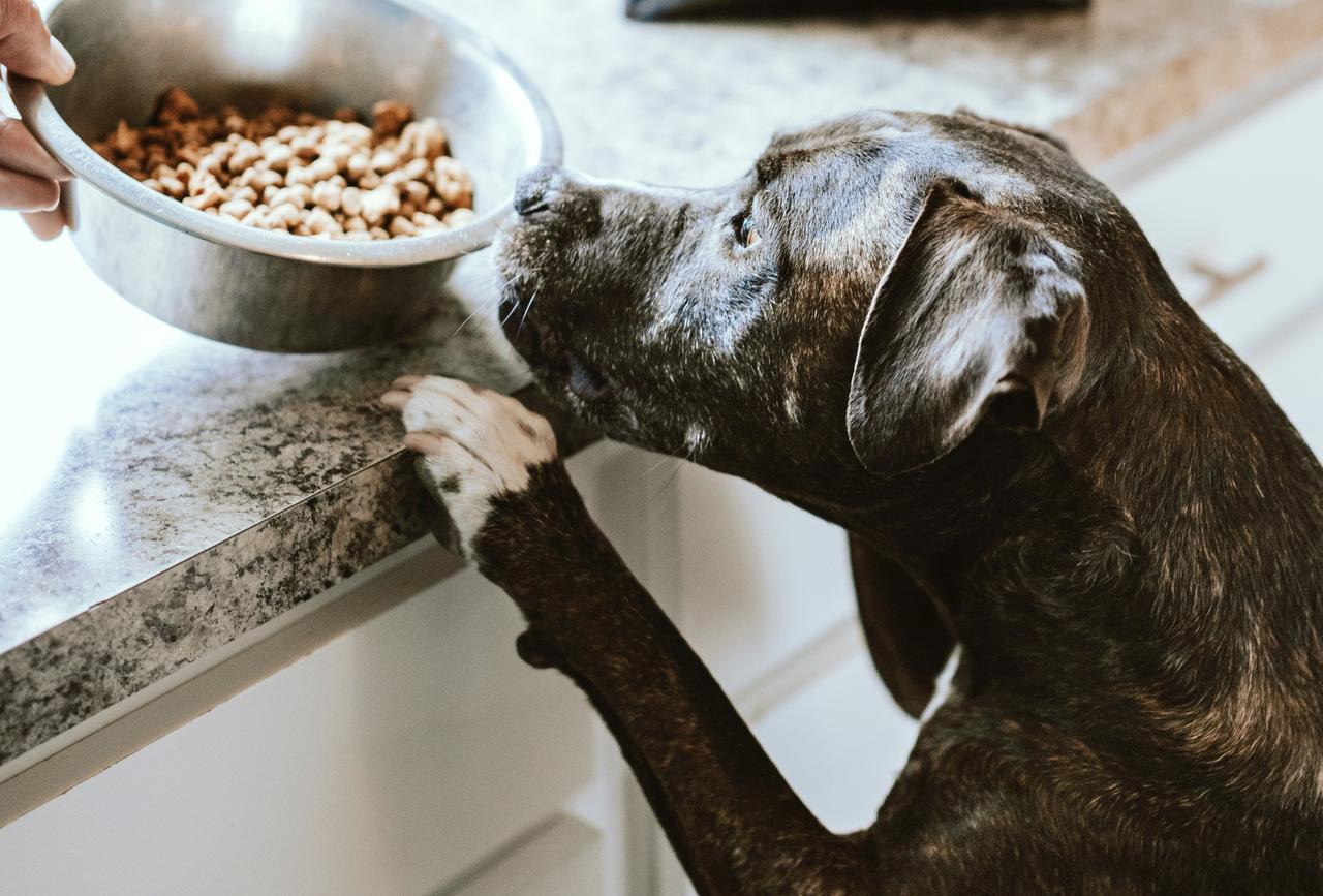 Кинолог предупредил об опасности аптечных витаминов для собак