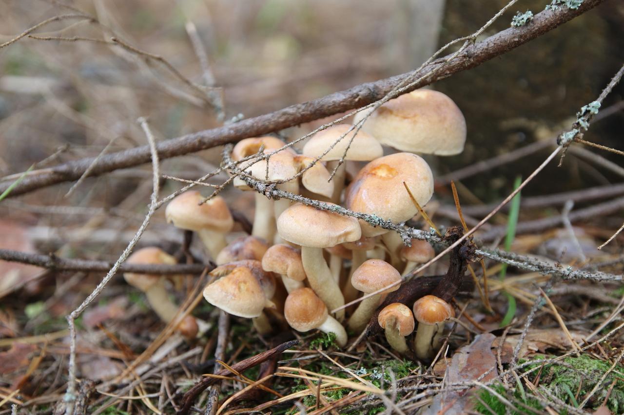 В лесах Подмосковья стартовал зимний грибной сезон