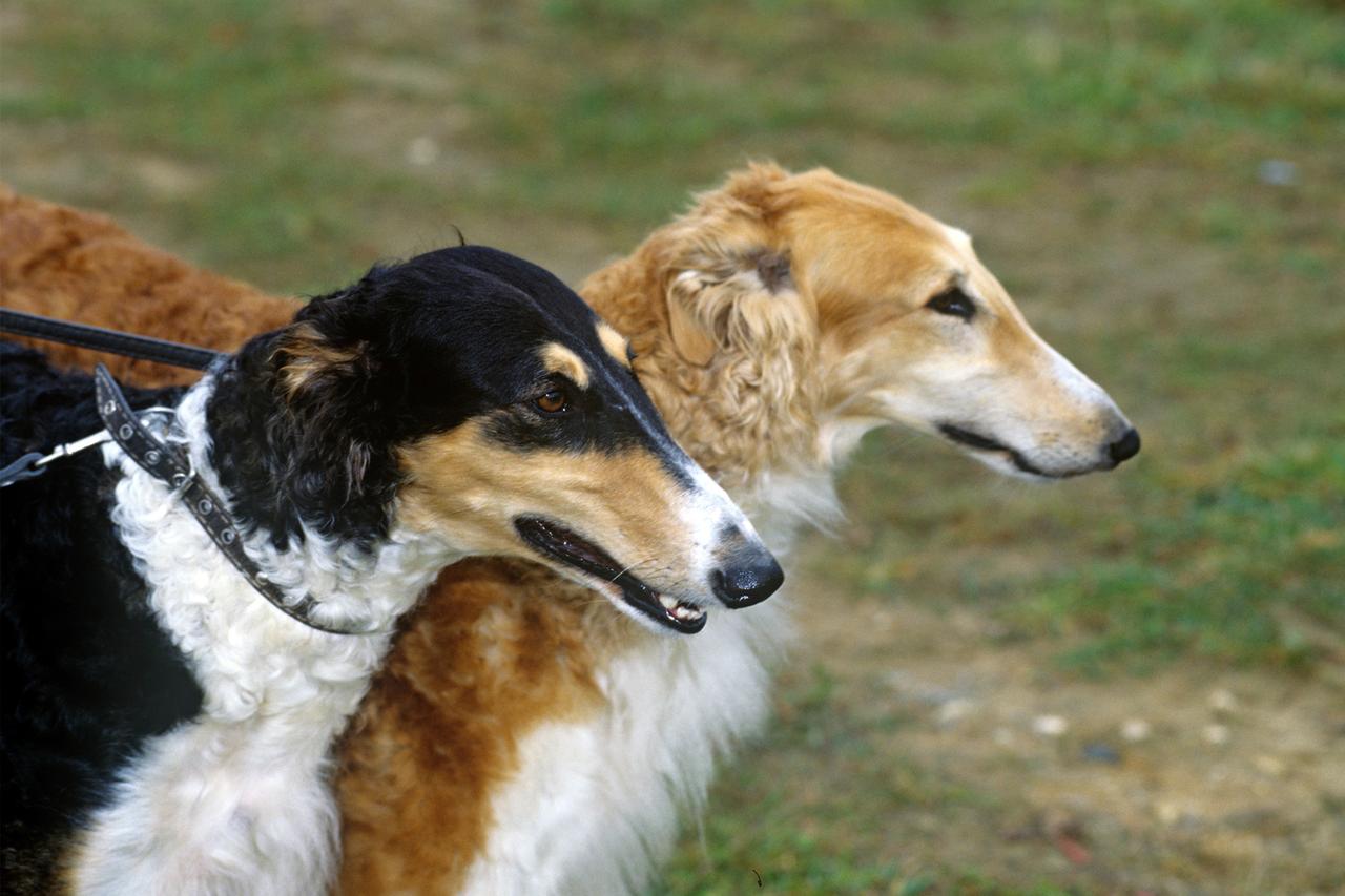 Определены самые популярные породы собак в дореволюционной Москве