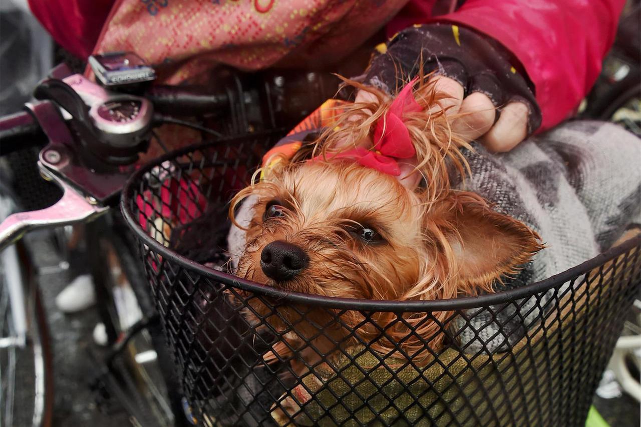 Кинолог проследил изменения моды на породы собак за последние 20 лет