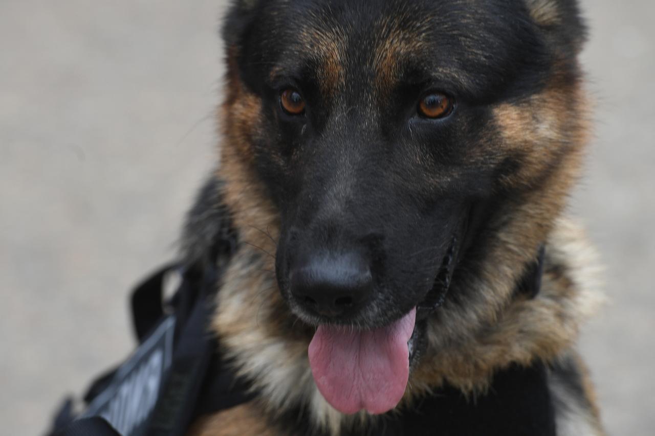 Кинолог развеяла миф о преданности собак