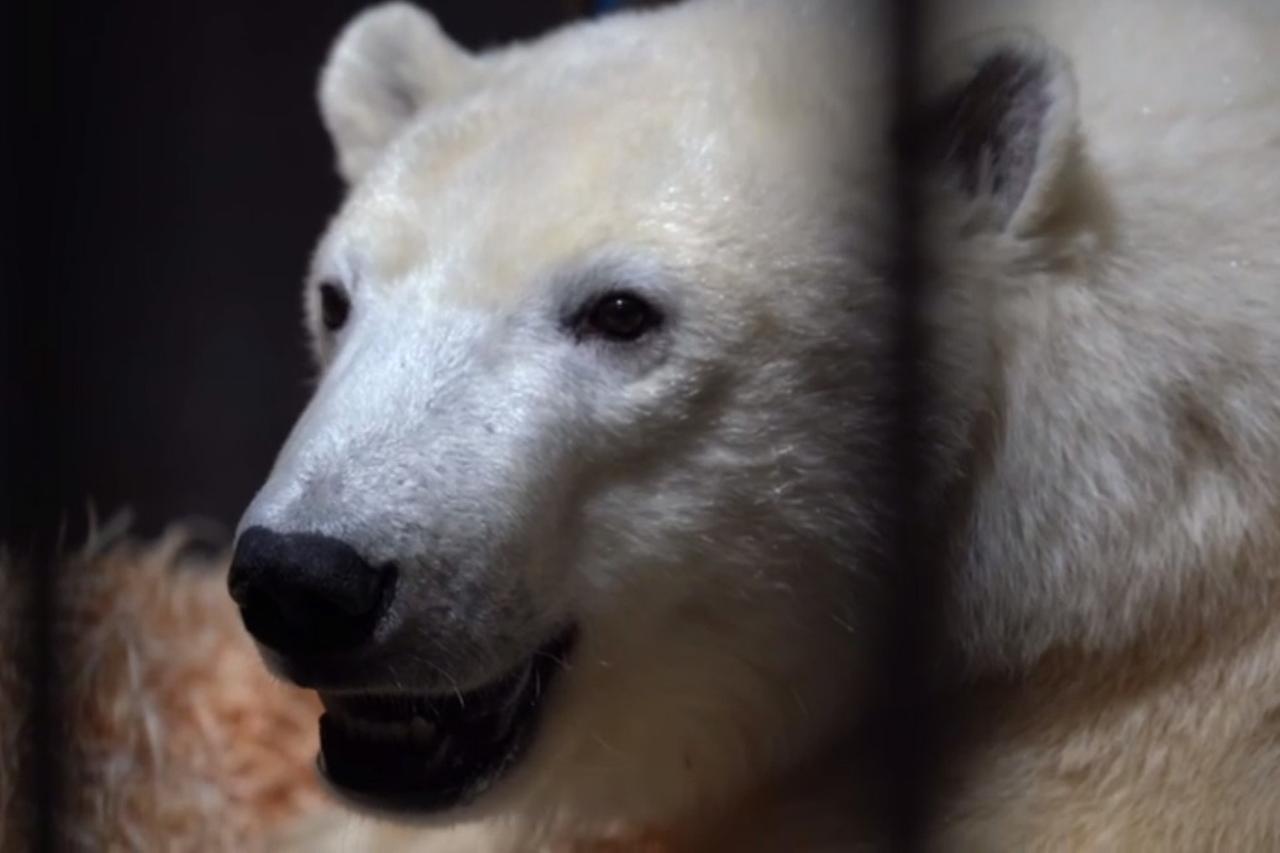 В Московском зоопарке объяснили желтоватый оттенок шерсти медведя Диксона