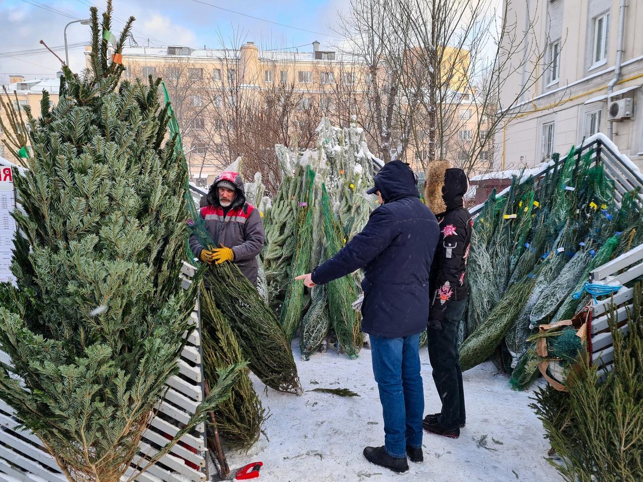 Стало известно соотношение живых и искусственных елок в домах москвичей
