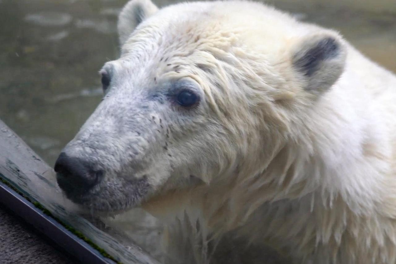 Зимние развлечения медведя Диксона в Московском зоопарке попали на видео